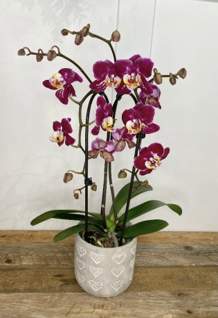 Stunning Phalaenopis Orchid